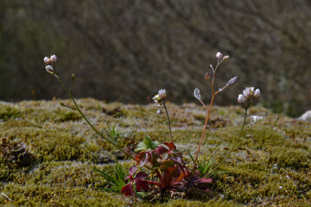 Erophila verna s.l.